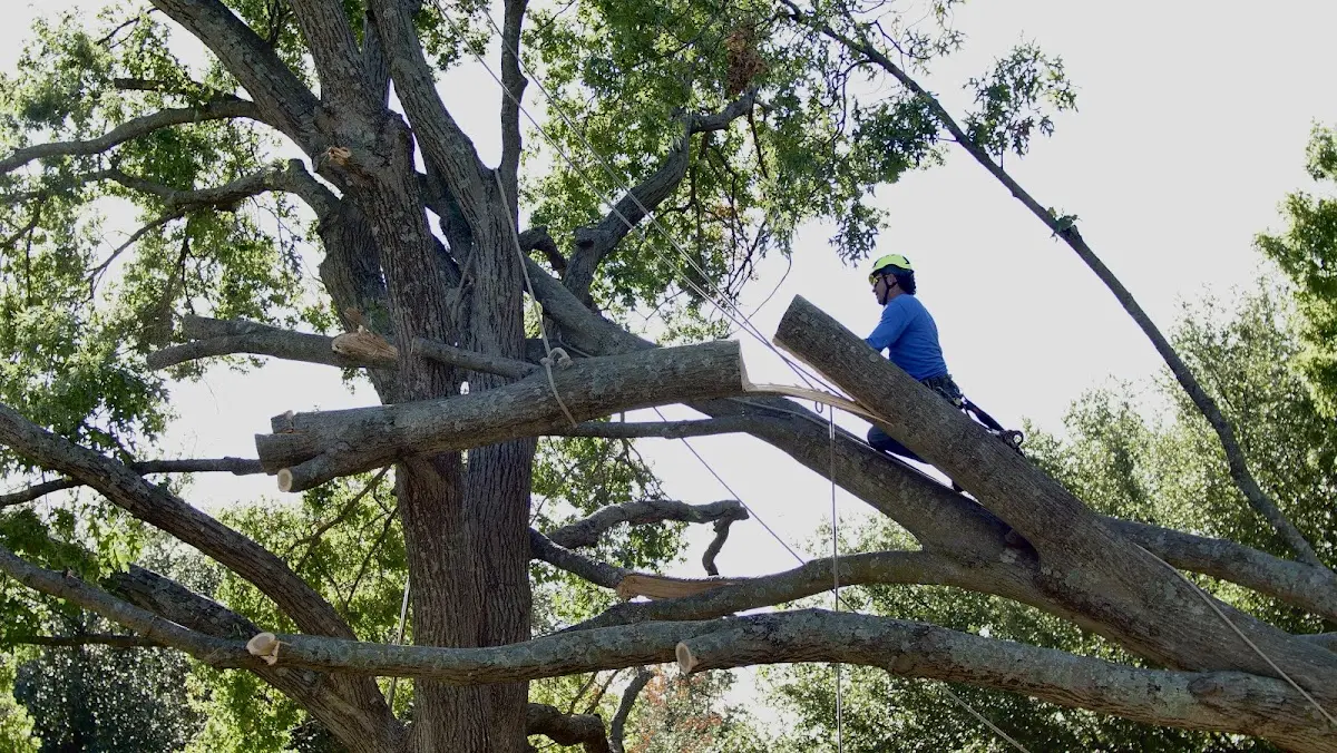 Professional Crown Thinning performed by certified arborists in Albuquerque