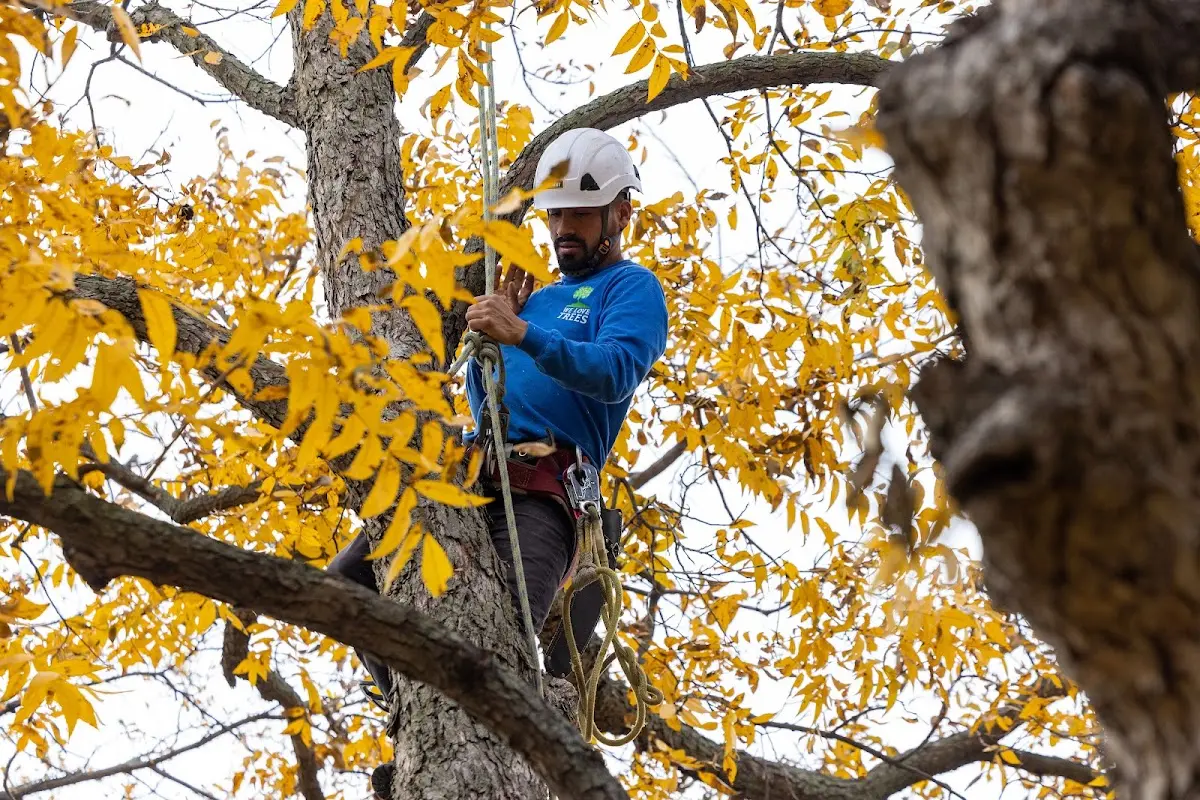 Skilled Tree Planting crew working in Albuquerque