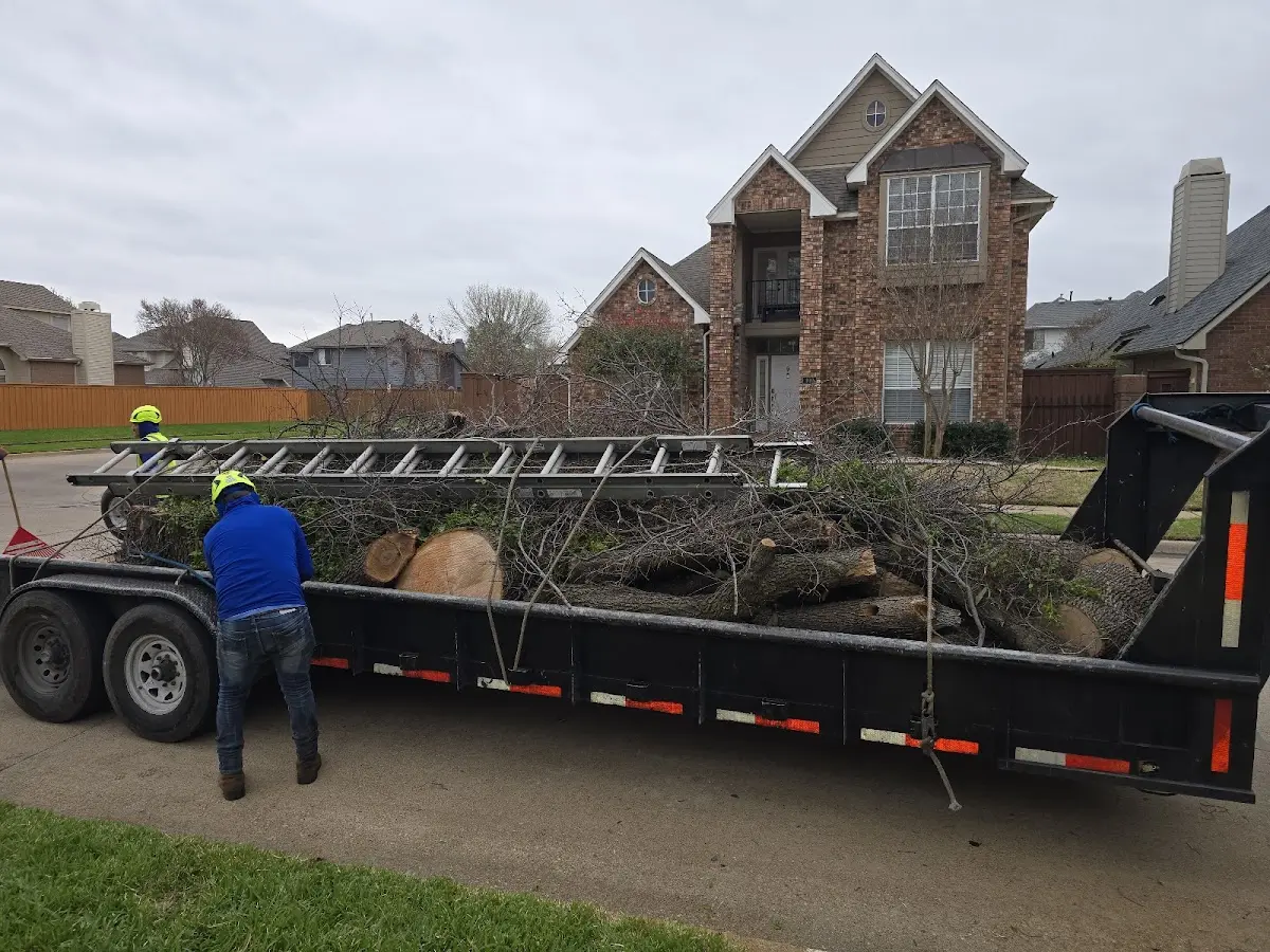 Expert Tree Fertilization with proper safety equipment in Albuquerque